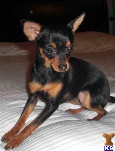 Dogs for Sale in OK